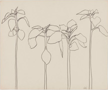 A Love Affair with Plants: Ellsworth Kelly’s plant drawings at the Metropolitan Museum demonstrate the eloquence of line and form.