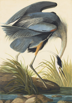 Audubon’s Aviary at the New York Historical Society