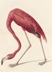 NEW-YORK HISTORICAL SOCIETY TO PRESENT THE SWAN SONG OF AUDUBON’S MASTERPIECE